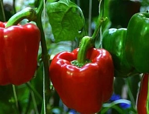15 лучших сортов сладкого перца для теплицы