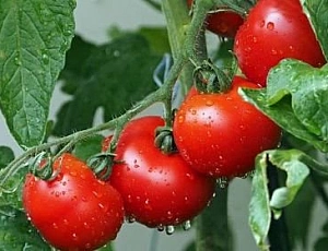 15 лучших сортов томатов для теплицы