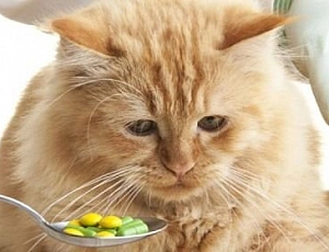 10 лучших глистогонных средств для собак и кошек