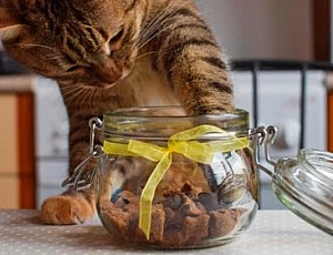 10 лучших лакомств для кошек