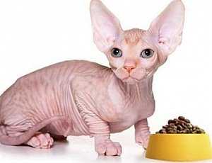 10 лучших кормов для сфинксов
