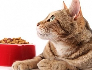 12 лучших кормов для кошек с чувствительным пищеварением